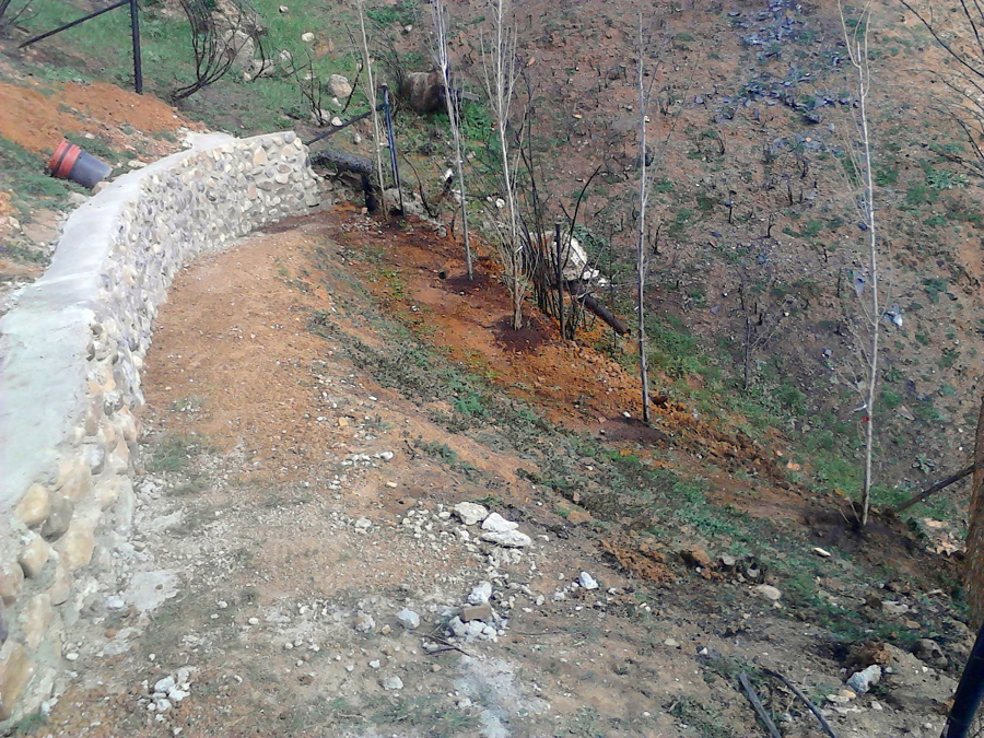 Alamos junto a vallado