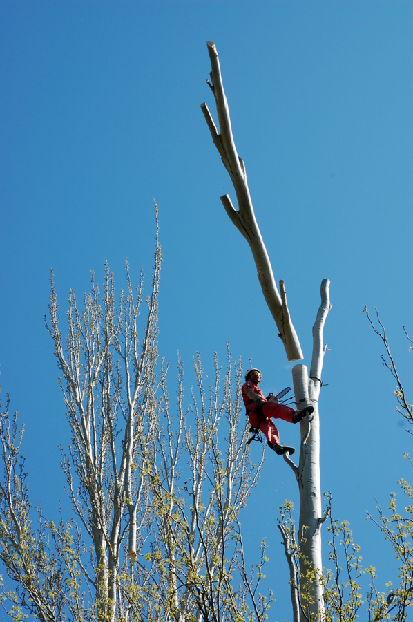 Apeo de rama controlada