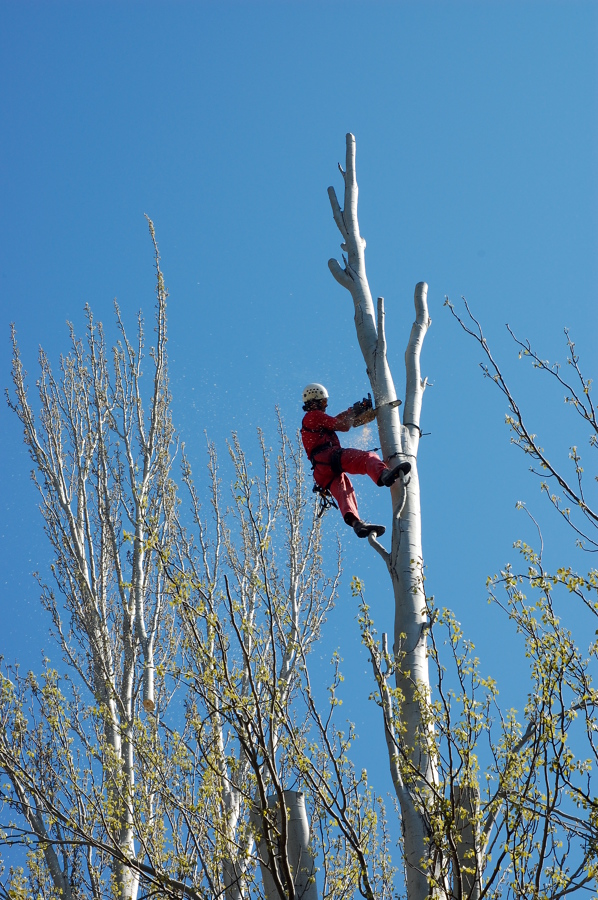 Apeo de rama controlada