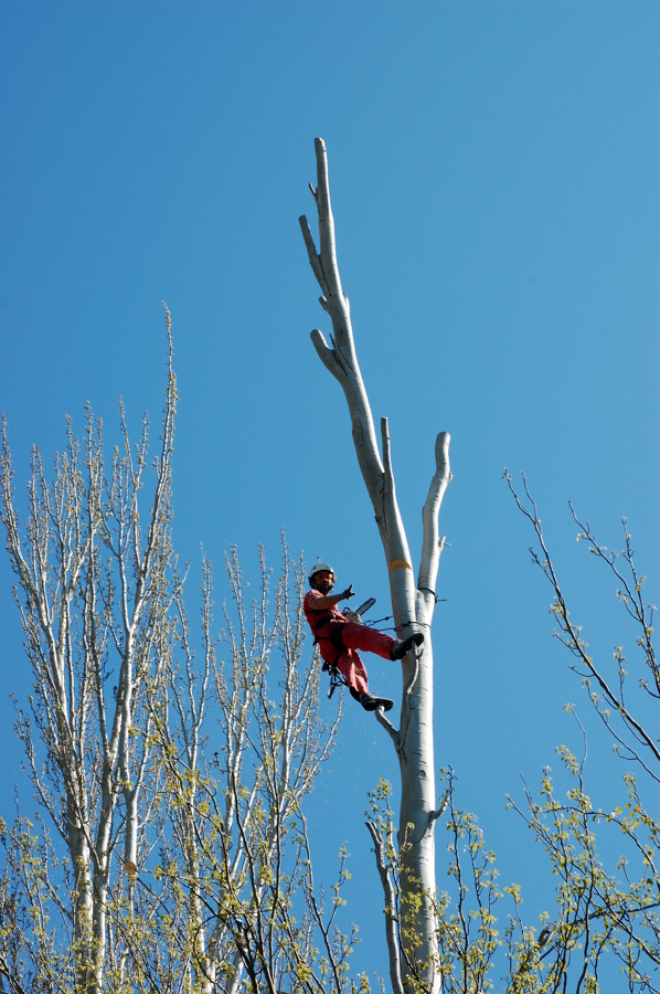 Apeo de rama controlada