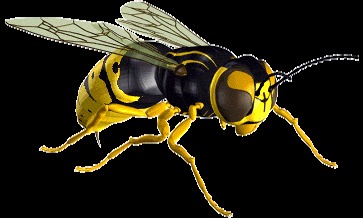 avispa