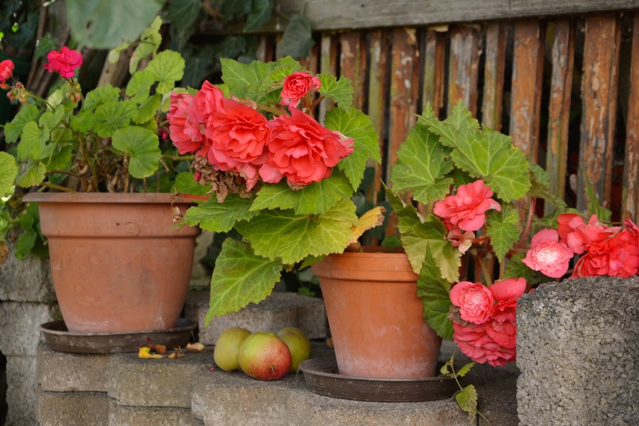 Begonias