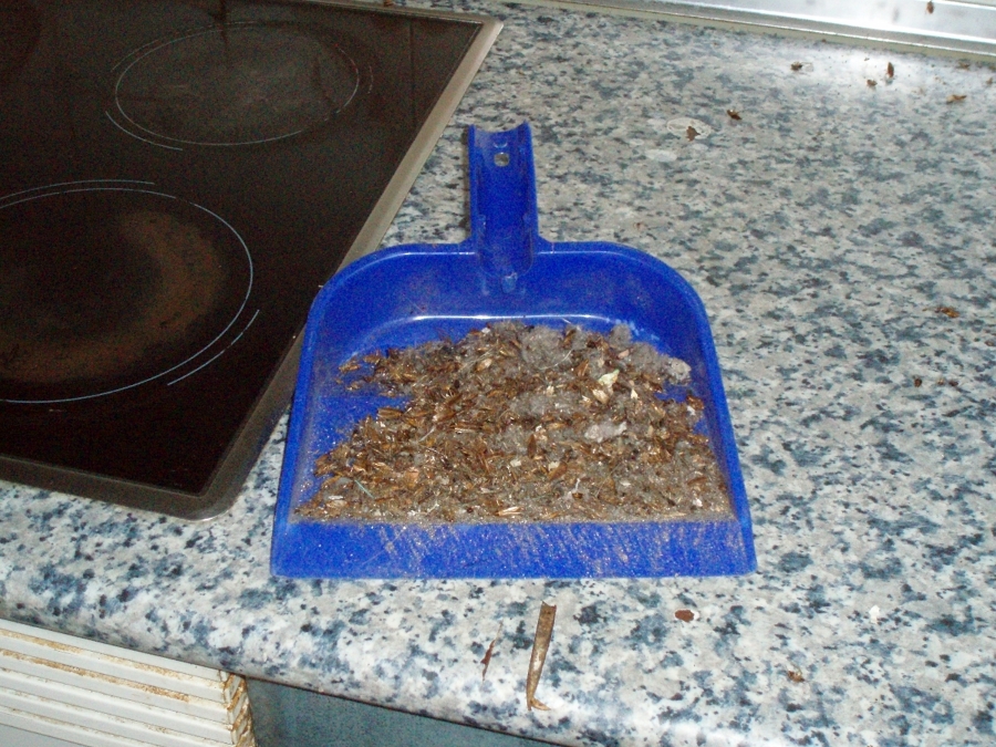 CENDAL DESINFECCIONES S.L