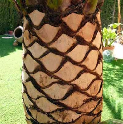 Cepillado de palmeras