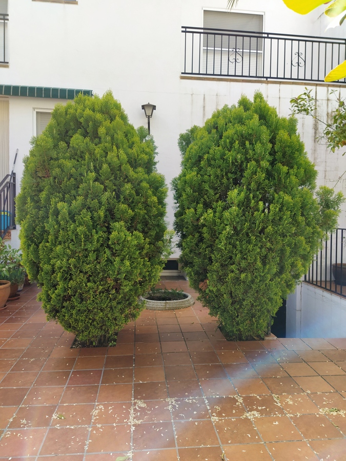 ANTES