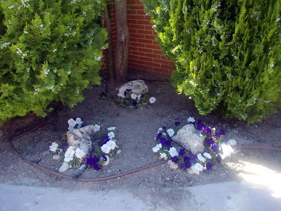 Composición de plantas