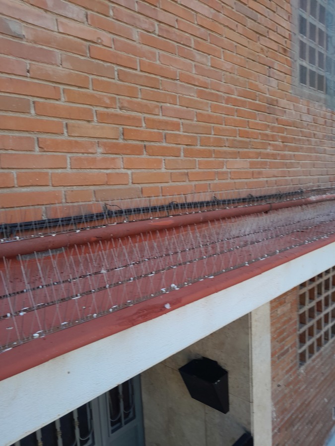 Tratamientos antipalomas