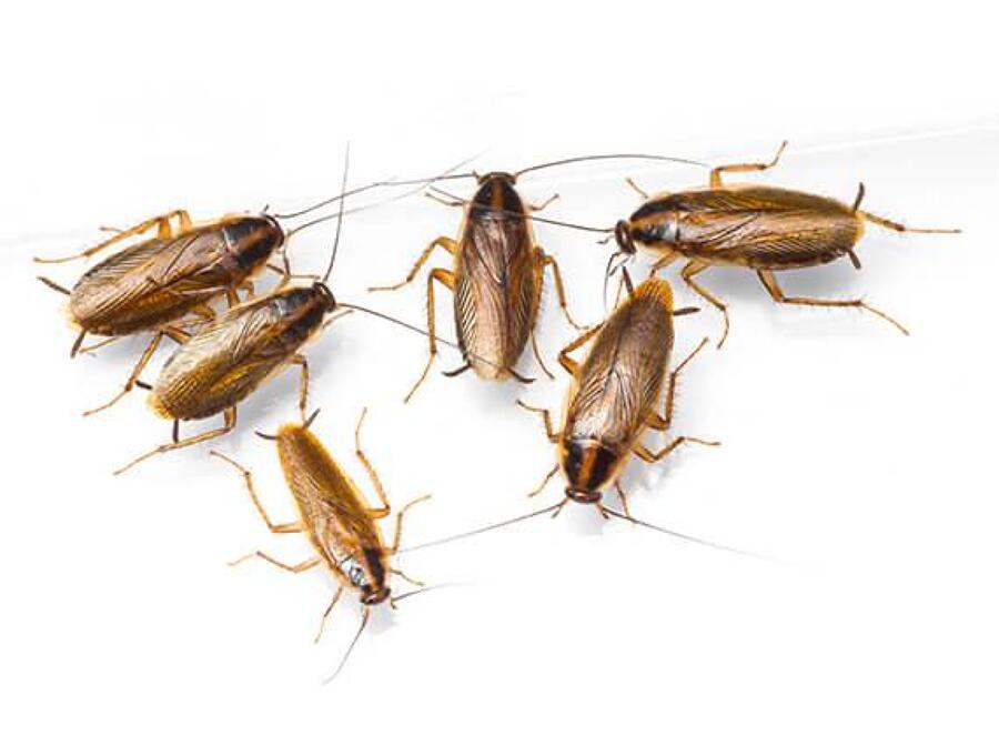 Cucaracha Germánica (Blattella germanica)