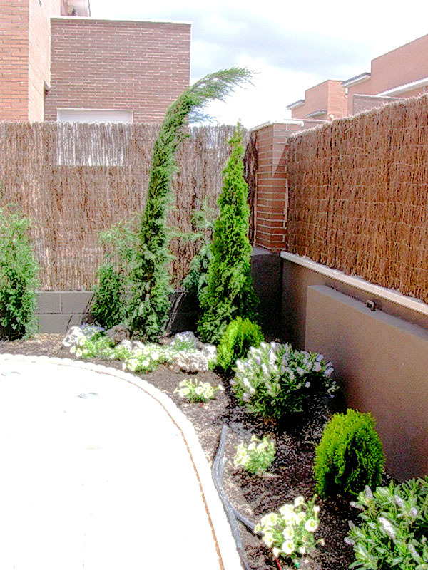 Cupresus en cualquier rincón