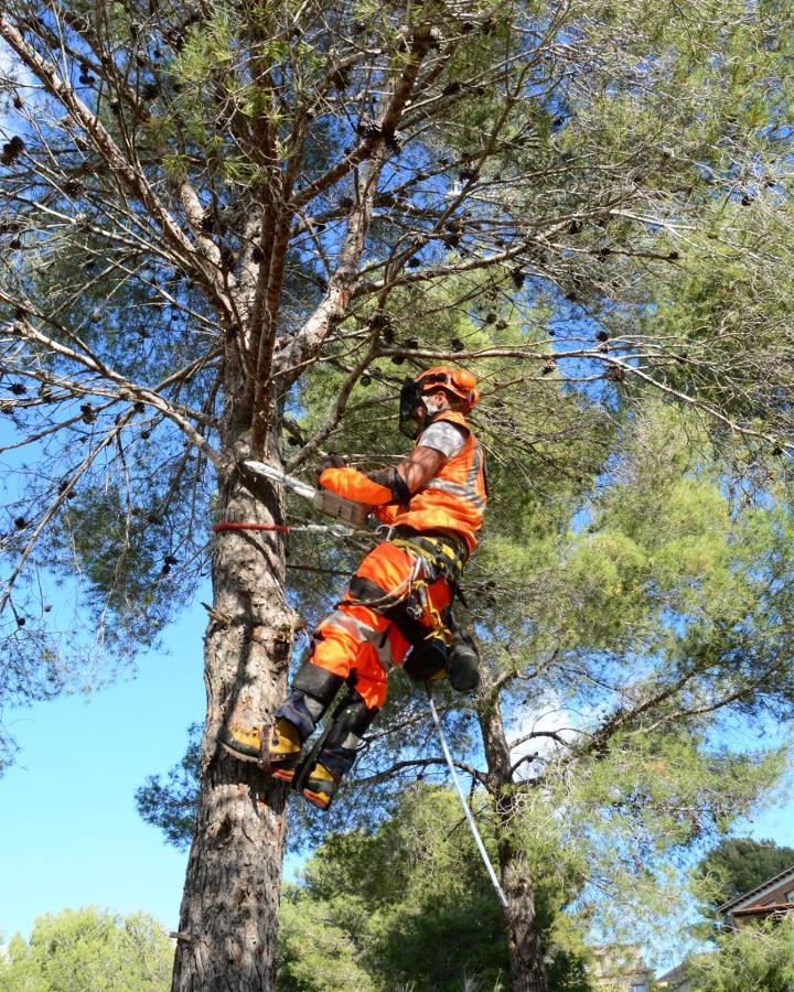 Poda de pino de 20 metros