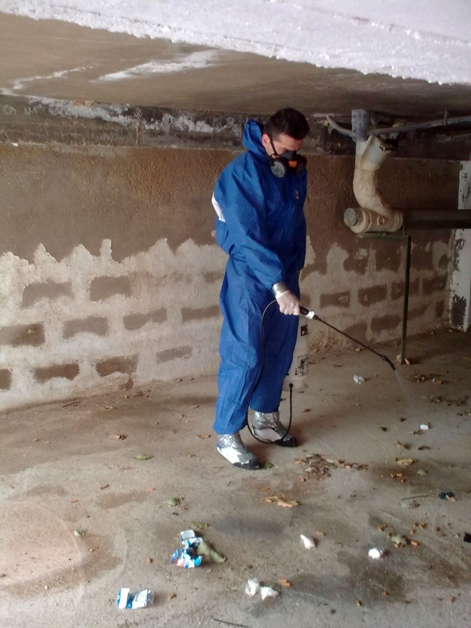 desinsectacion pulgas