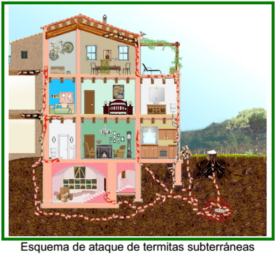 Termitero vivienda