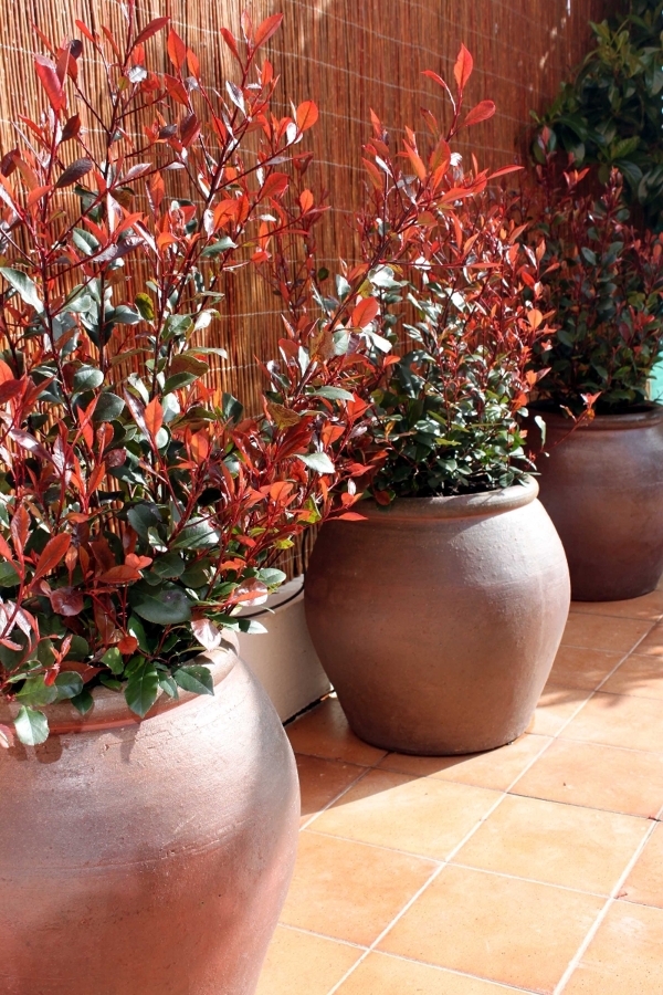 Diseño de jardín en vivienda. Madrid.