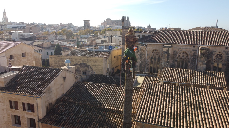 Palmera Catedral