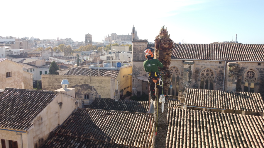 Palmera Catedral