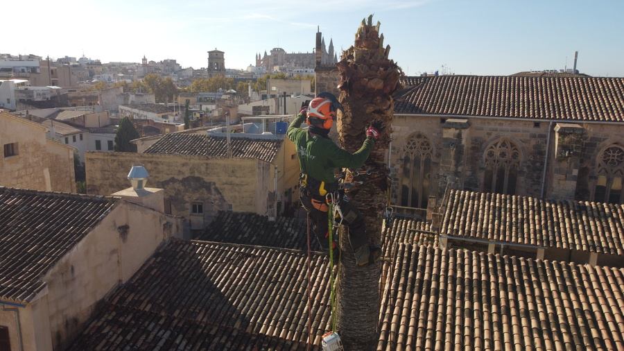 Palmera Catedral