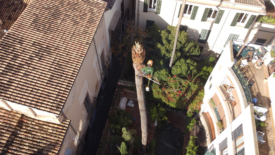 Palmera Catedral