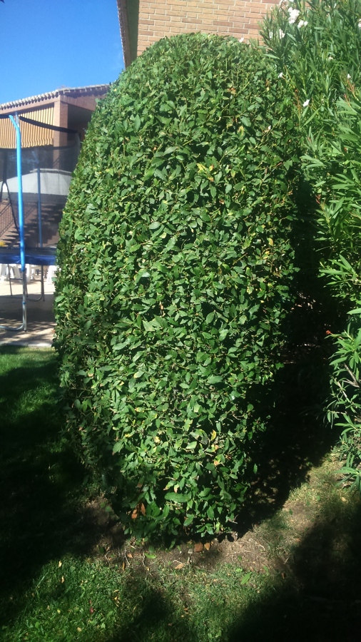 Laurel después de la poda en Boadilla del Monte (Madrid)