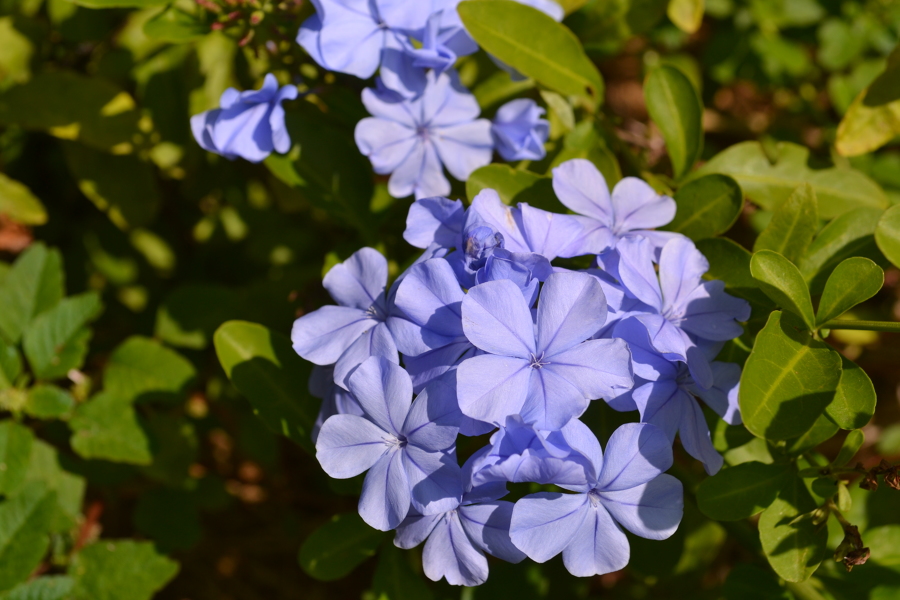 Plumbago