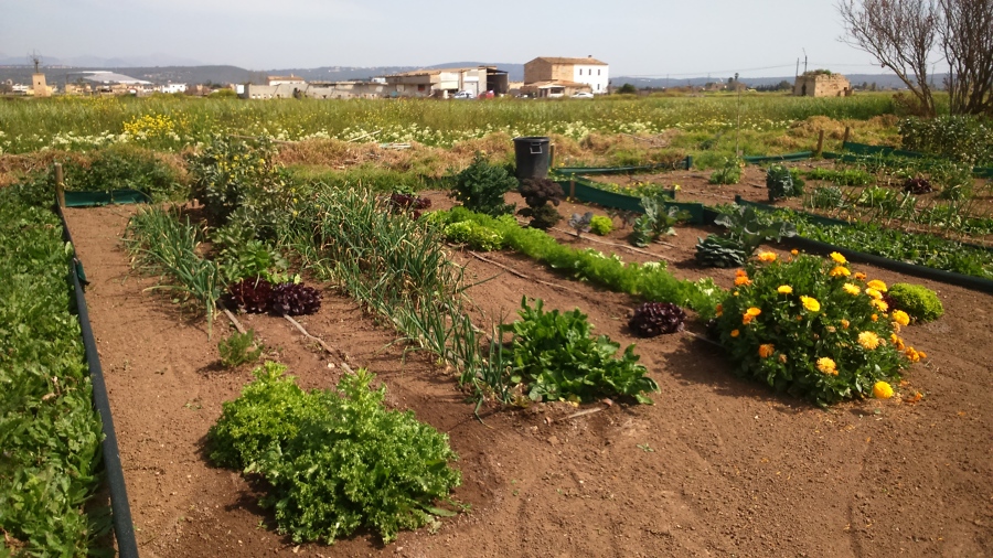 Integración de huertos en jardín - Palma.