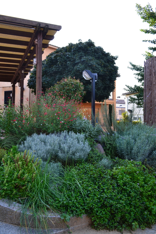 Rocalla de hierbas aromáticas y culinarias