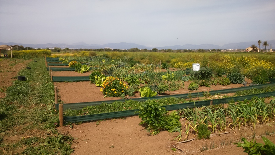 Integración de huerto en jardín - Palma.
