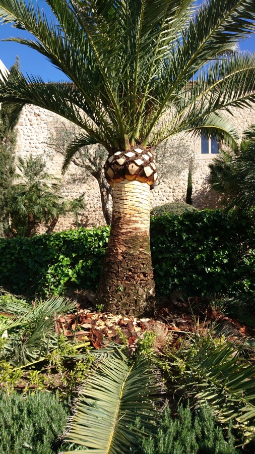 Palmera canaria