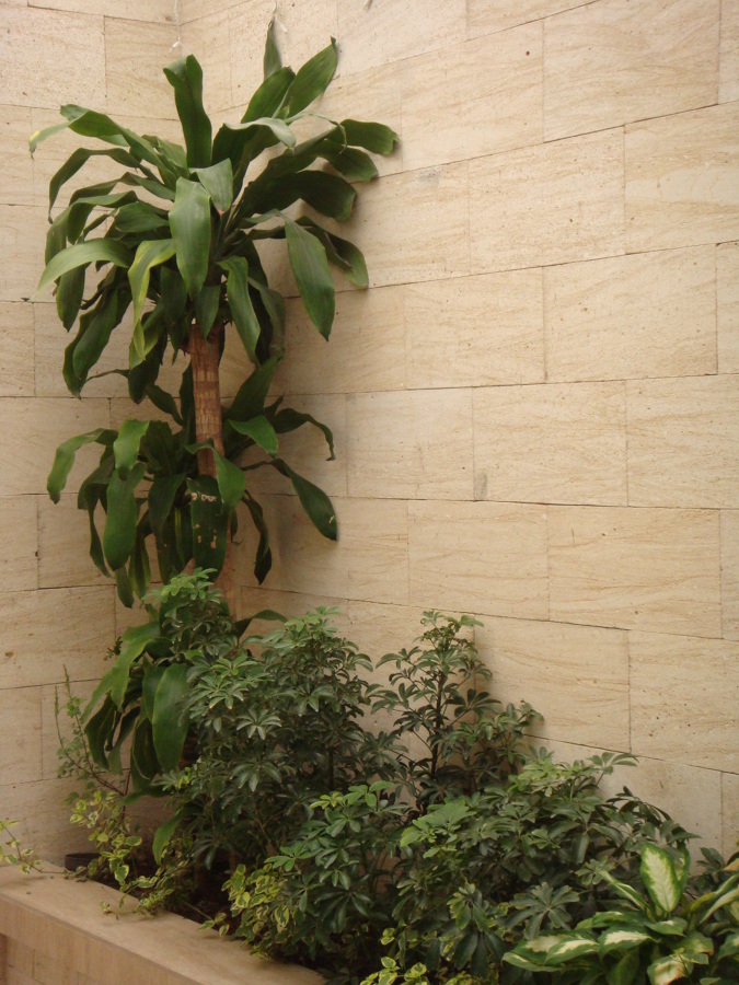 Reforma Patio Trasero Casa Gomez