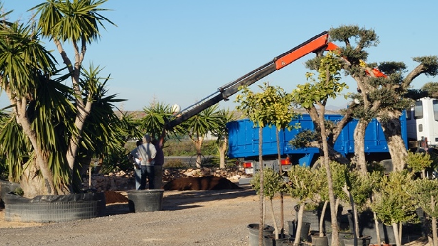 Renovación de plantas para Jardín