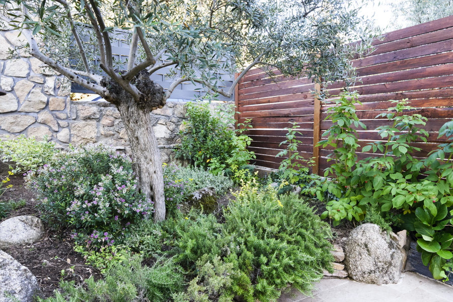 Parterre con aromáticas y olivo