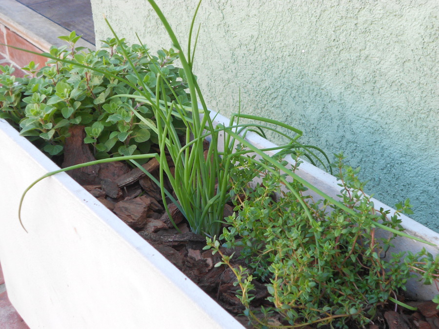 Jardín de aromáticas en Maceta