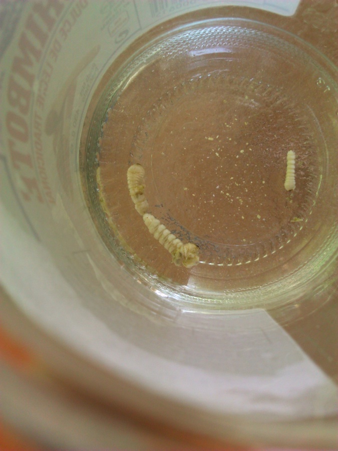 eliminación de carcoma