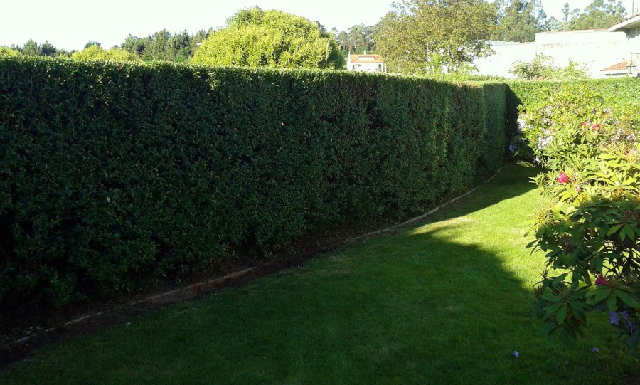 Escallonia perfilada...