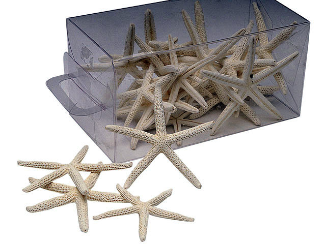 Estrellas de mar - Verano 2013