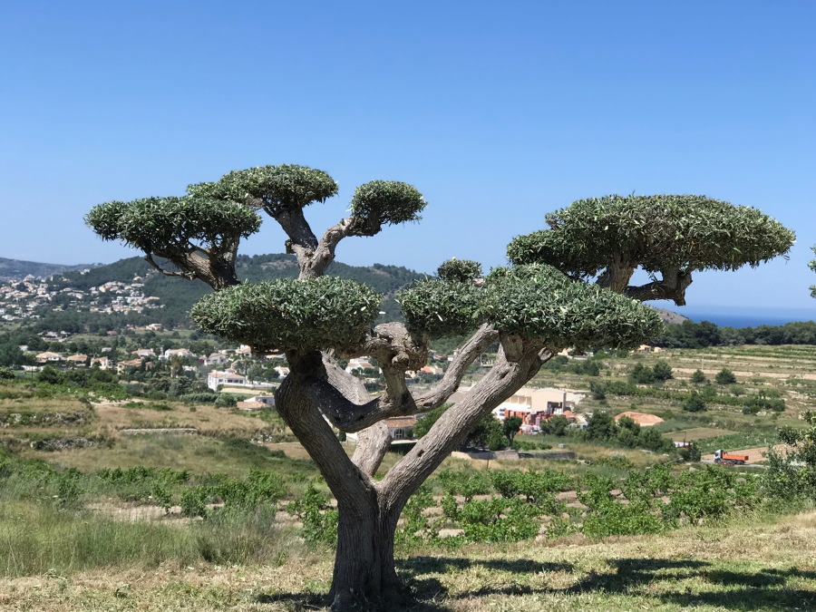 Poda oriental de olivo.