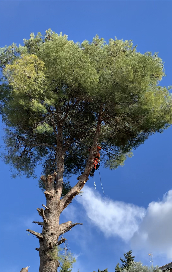 Poda de un pino de 20m