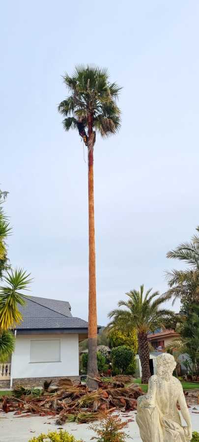 Poda washingtonia