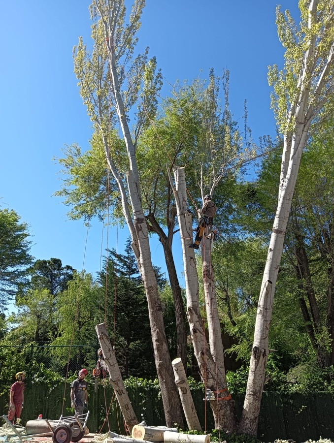 Tala de Populus Alba