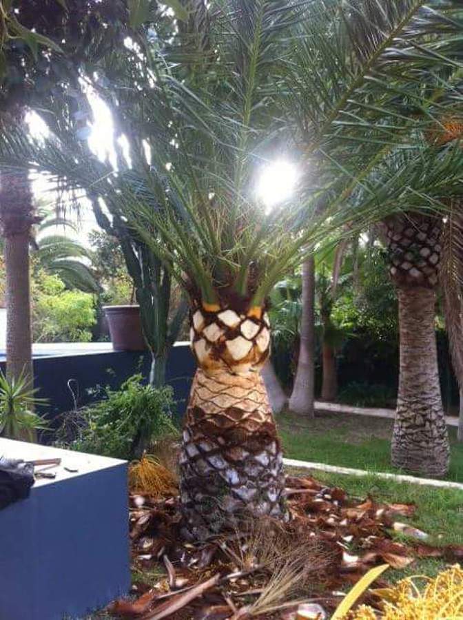Poda de Phoenix Canariensis 