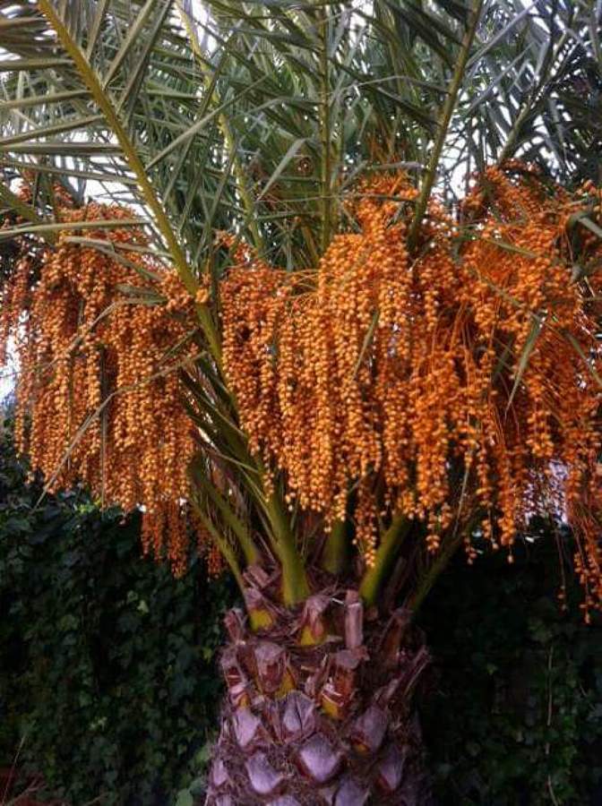 Poda de Phoenix Canariensis 