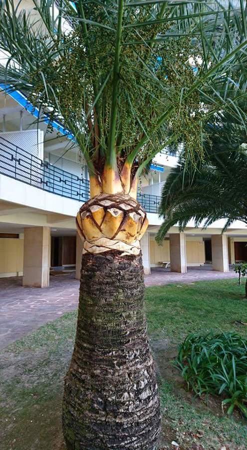 Palmera
