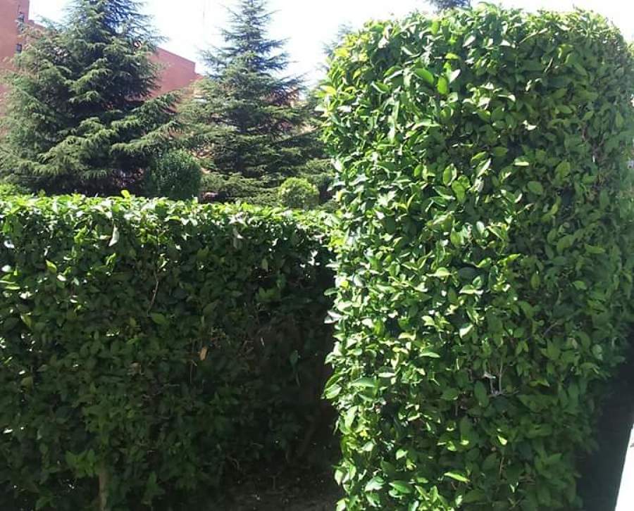 Mantenimiento de jardines y zonas verdes