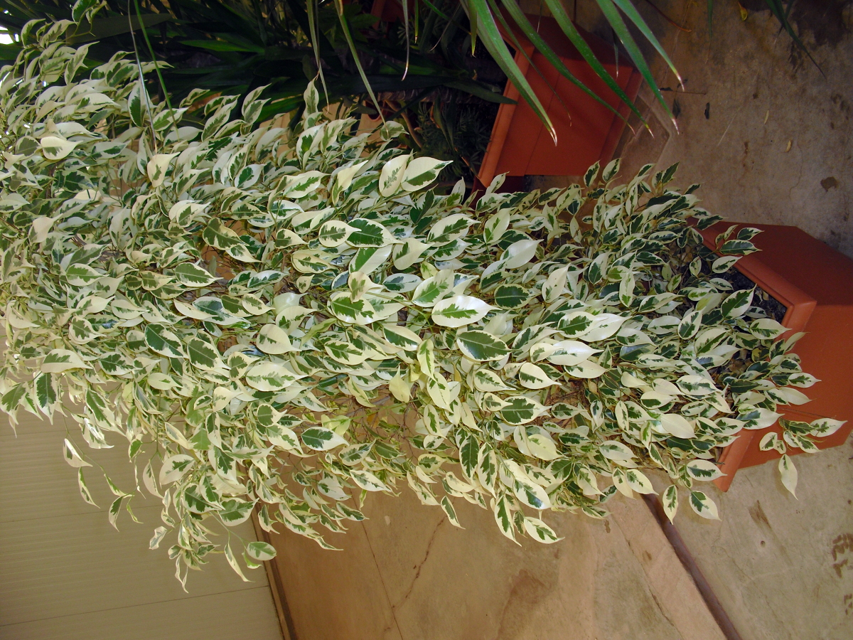 Ficus benjamina variegata