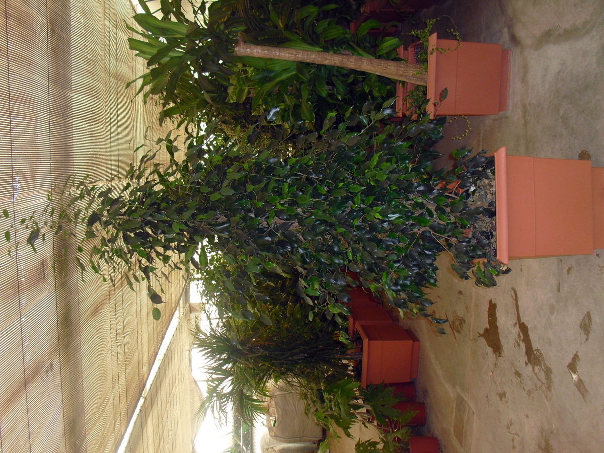 Ficus benjamina