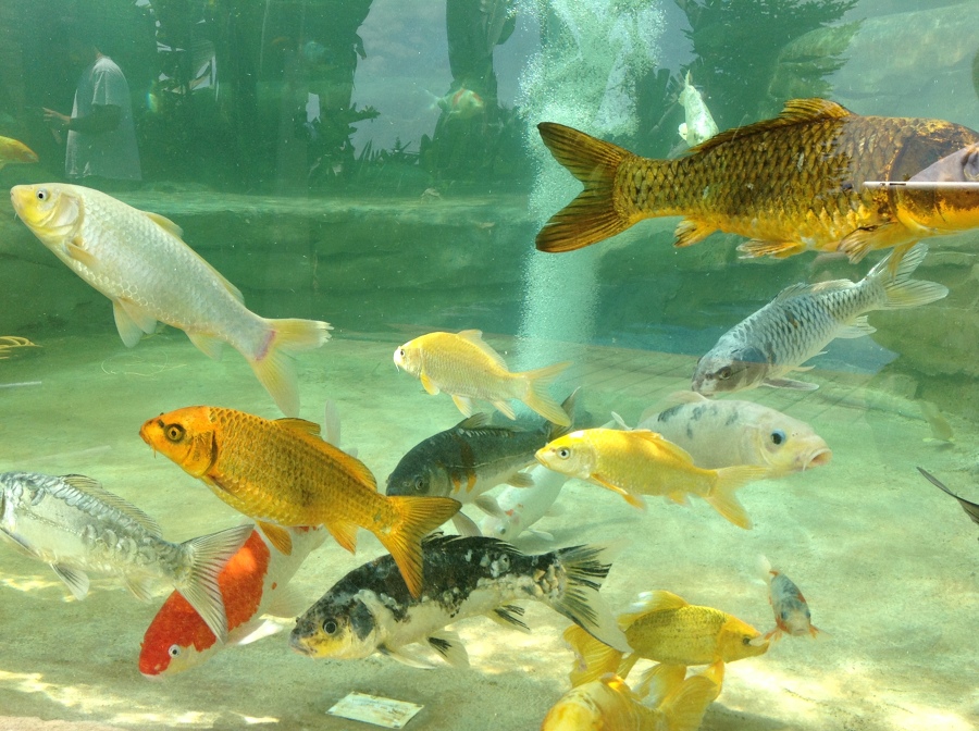 Estanque de peces Kois