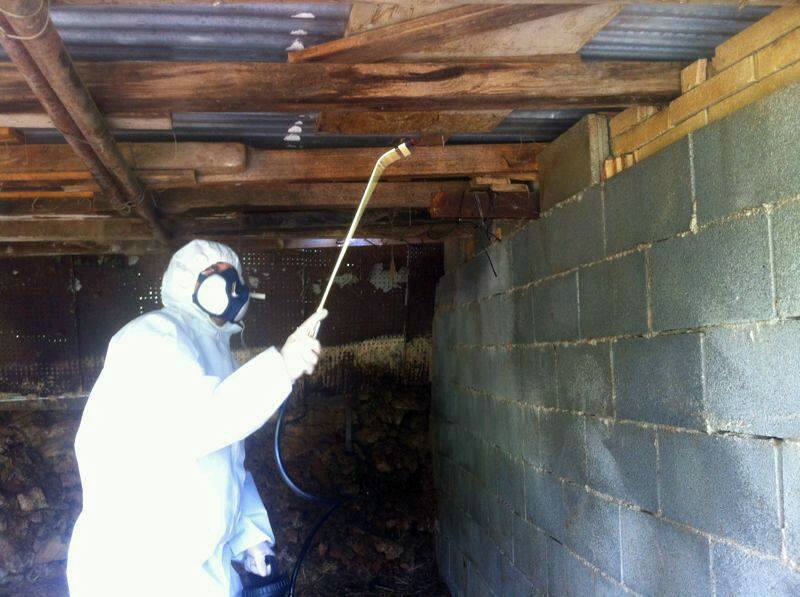 Fumigación contra pulgas