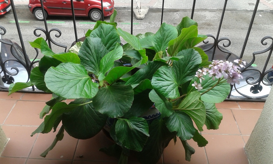 hortensia de invierno en terraza