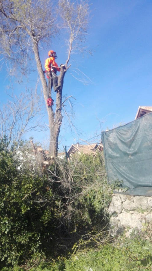 Poda de Olmo