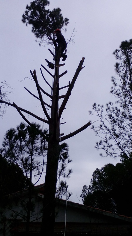 Tala de pino piñonero