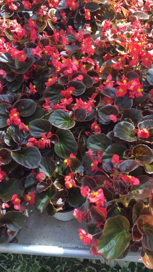 Begonias 